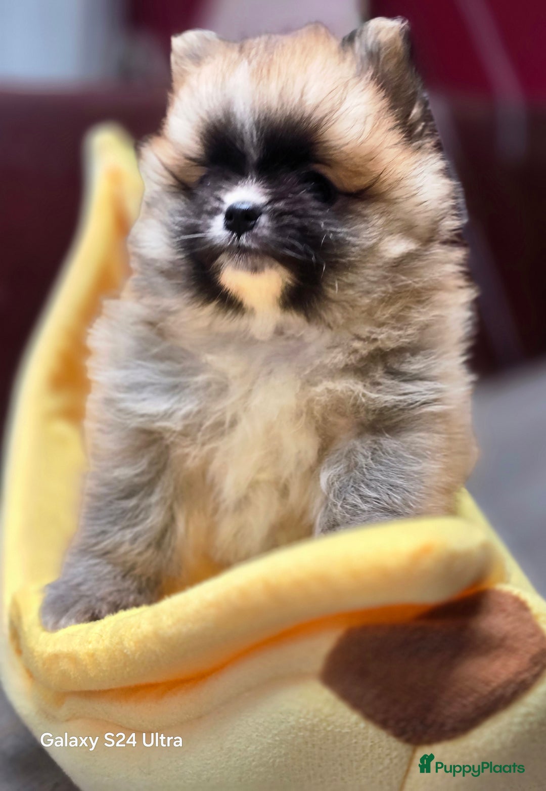 Pomeriaan honden te koop:  Te koop: Pomeranian pups met FCI-stamboom  - Afbeelding 7