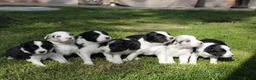 Border Collie honden te koop: Border Collie pups - Advertentie 20