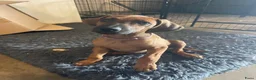 Rhodesian Ridgeback honden te koop: 10 prachtige Rhodesian Ridgeback pups te koop - Advertentie 5