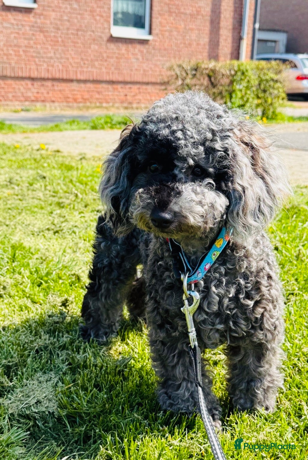 Poedel Toy honden Toypoedel merle - Advertentie 2