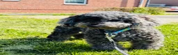 Poedel Toy honden te koop: Toypoedel merle - Advertentie 1