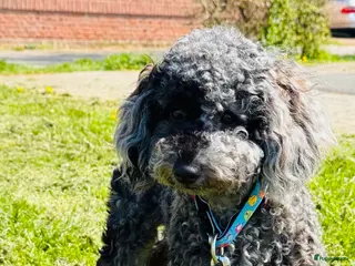 Poedel Toy honden Toypoedel merle - Advertentie 2