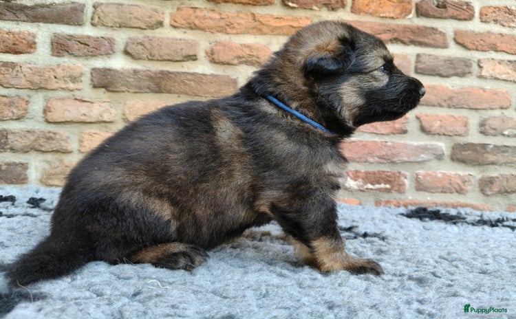 Duitse Herder honden - Advertentie 2