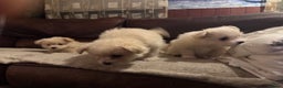 Kruising honden te koop: 7 weken oude Bichon Frise-puppy's - Advertentie 11