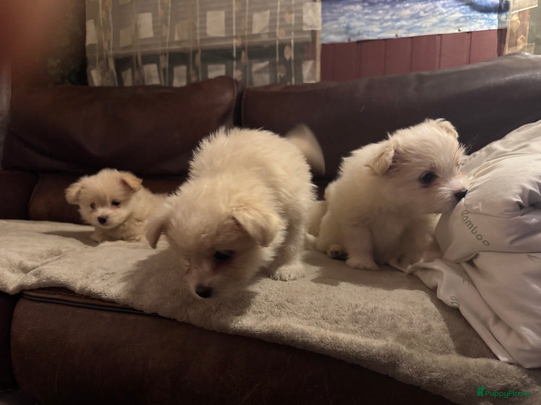 Kruising honden te koop: 7 weken oude Bichon Frise-puppy's - Advertentie 11