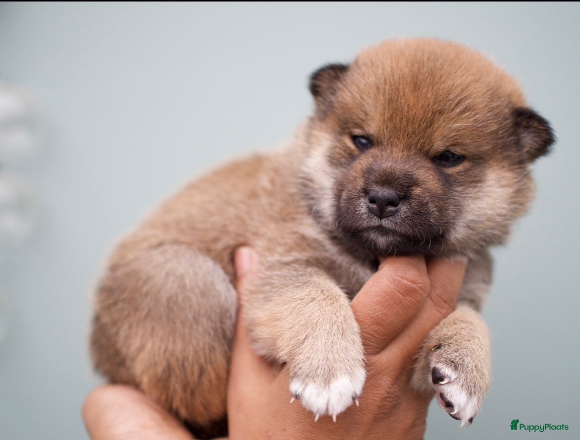 Shiba honden te koop:  Prachtige raszuivere Shiba Inu pups. - Advertentie 4