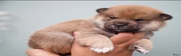 Shiba honden te koop:  Prachtige raszuivere Shiba Inu pups. - Advertentie 1