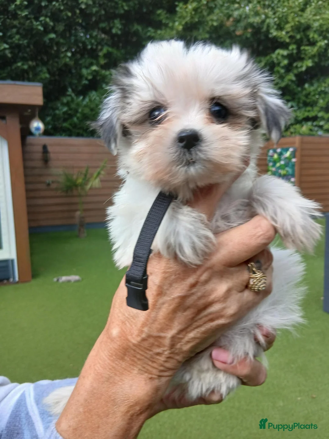 Boomer honden te koop: Laatste 2 prachtige boomer reutjesuit 1 malig nest - Advertentie 29