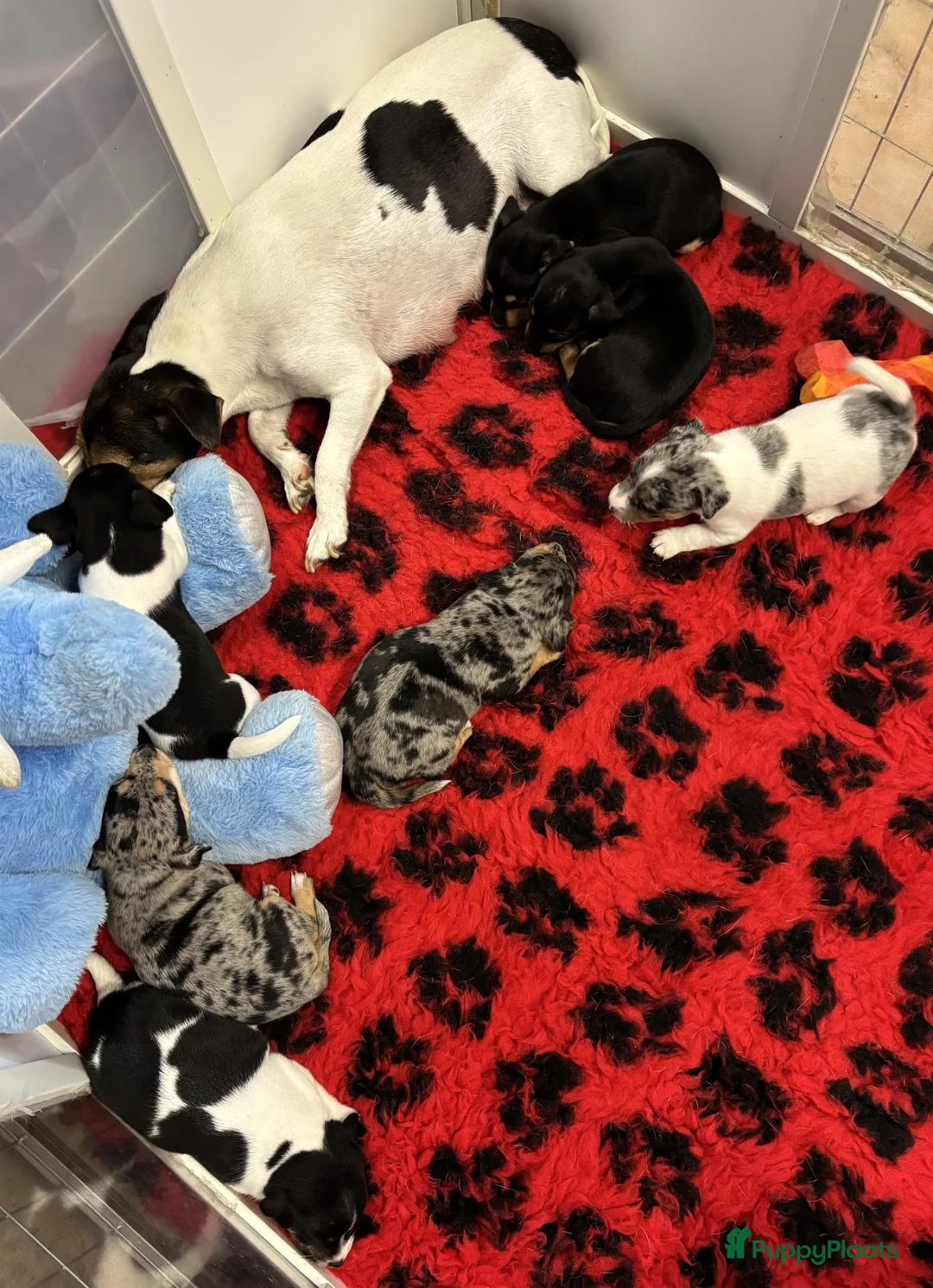 Jack Russel Terriër honden te koop: Jack russel pups zoeken liefdevolle thuis in Sas van Gent - Advertentie 1