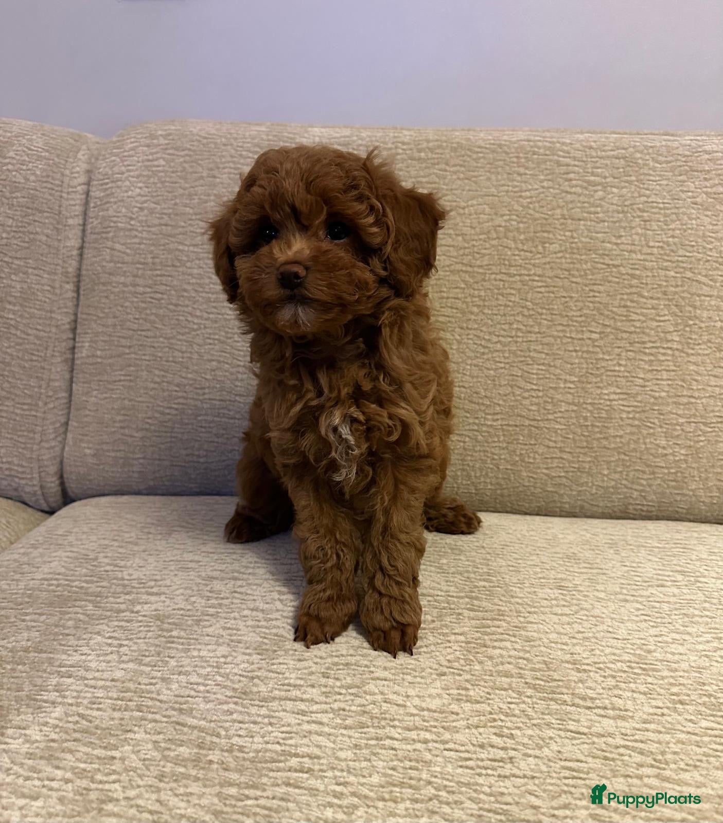 Poedel Toy honden Laatste toy poedel teefje mag gelijk verhuizen - Advertentie 11