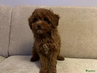 Poedel Toy honden Laatste toy poedel teefje mag gelijk verhuizen - Advertentie 11