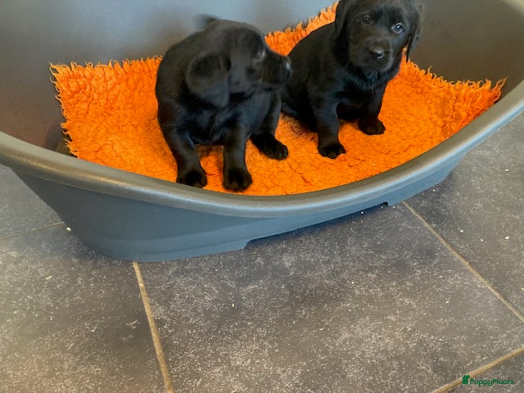 Goldador honden te koop: Zwarte goldadorpups - Advertentie 3