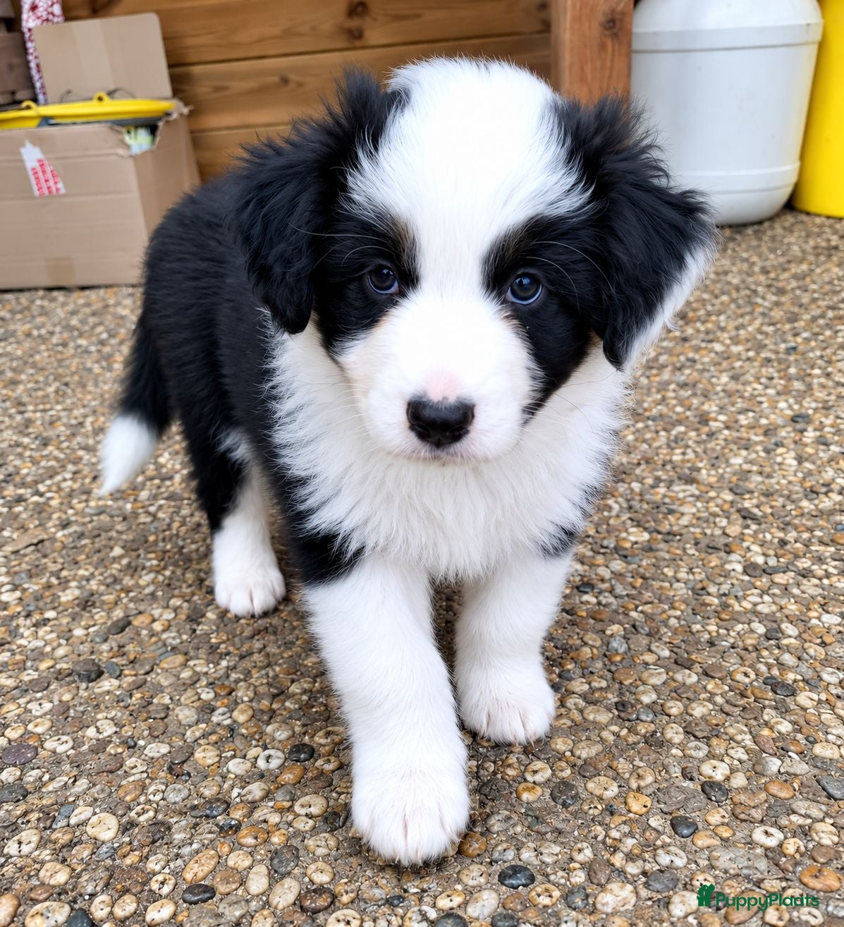 Australian Shepherd honden Australian Shepherd reutje met stamboom - Advertentie 1