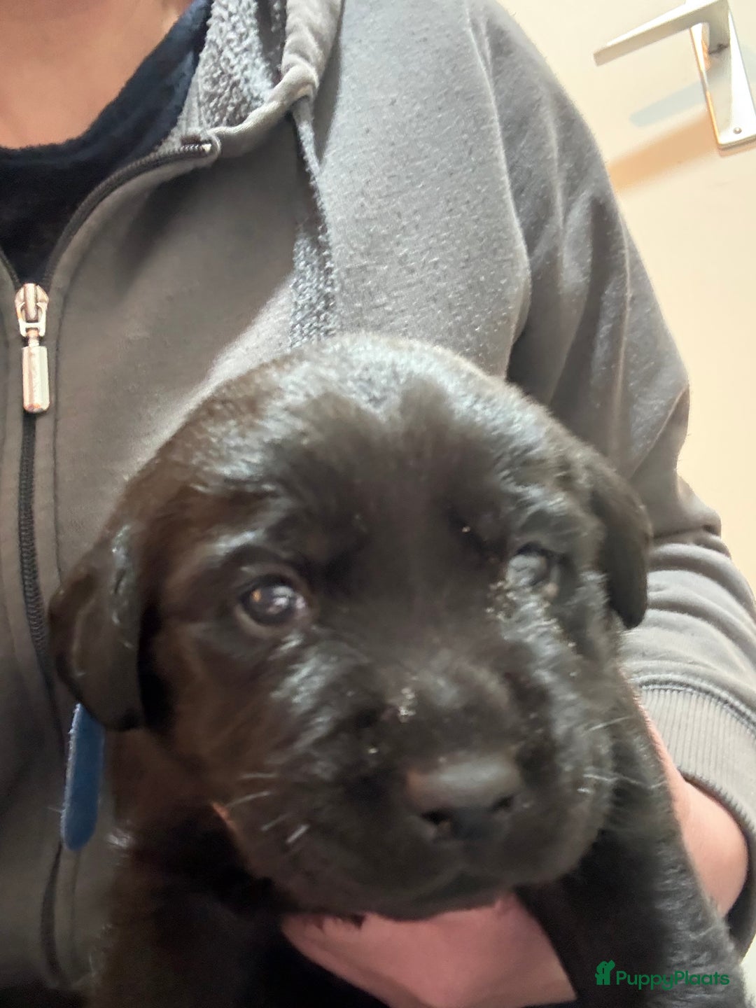 Labrador Retriever honden te koop: Labrador Retriever Pups - Advertentie 11