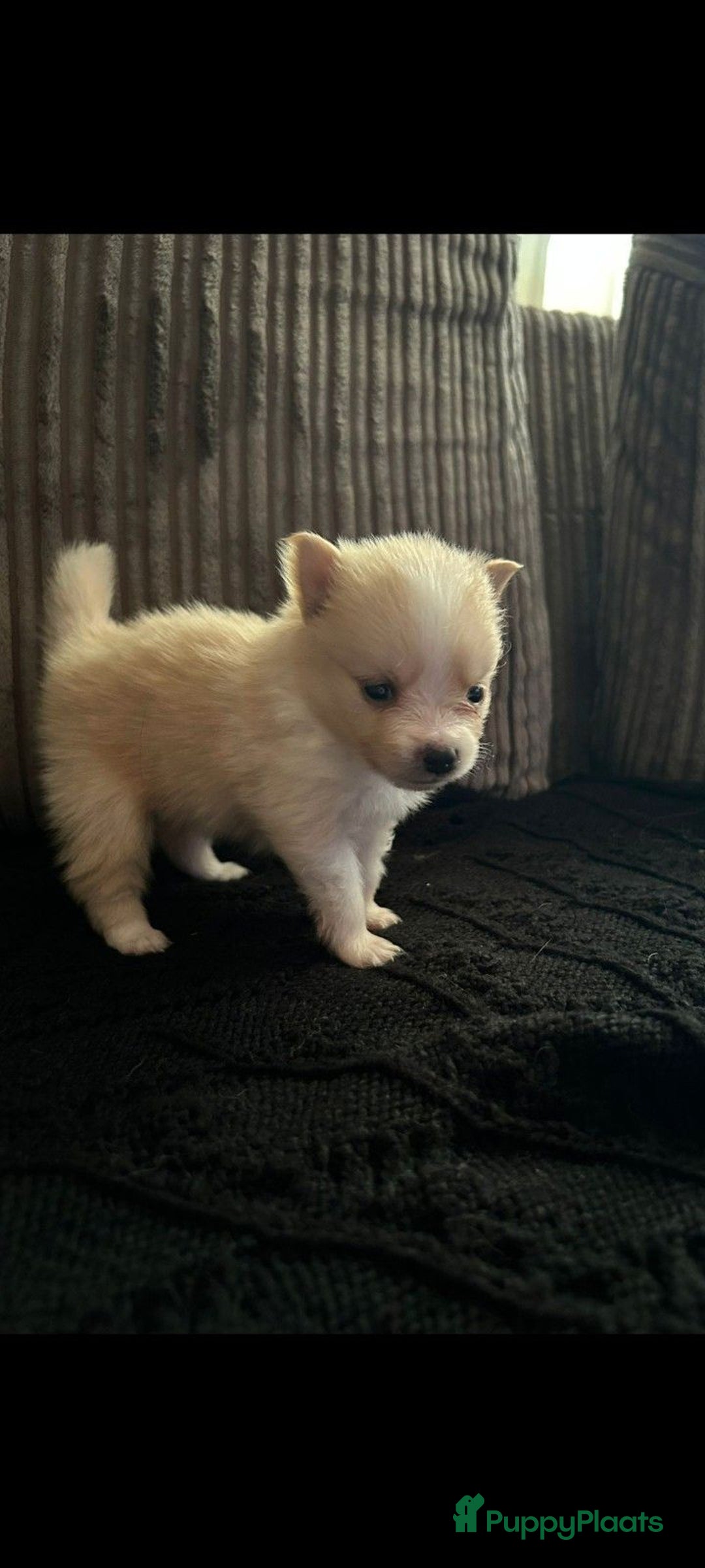 Pomeriaan honden te koop: Dwergkees pomeriaan mogen weg  - Afbeelding 3