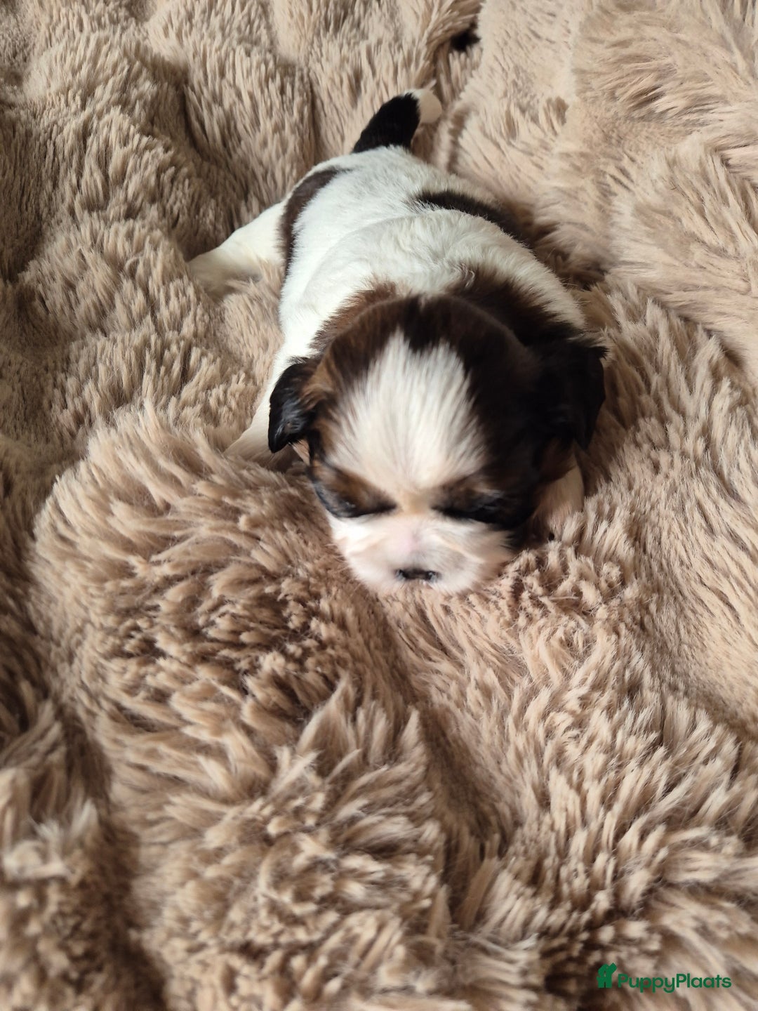 Shih Tzu honden te koop: Shih tzu pups  in Espel - Afbeelding 7