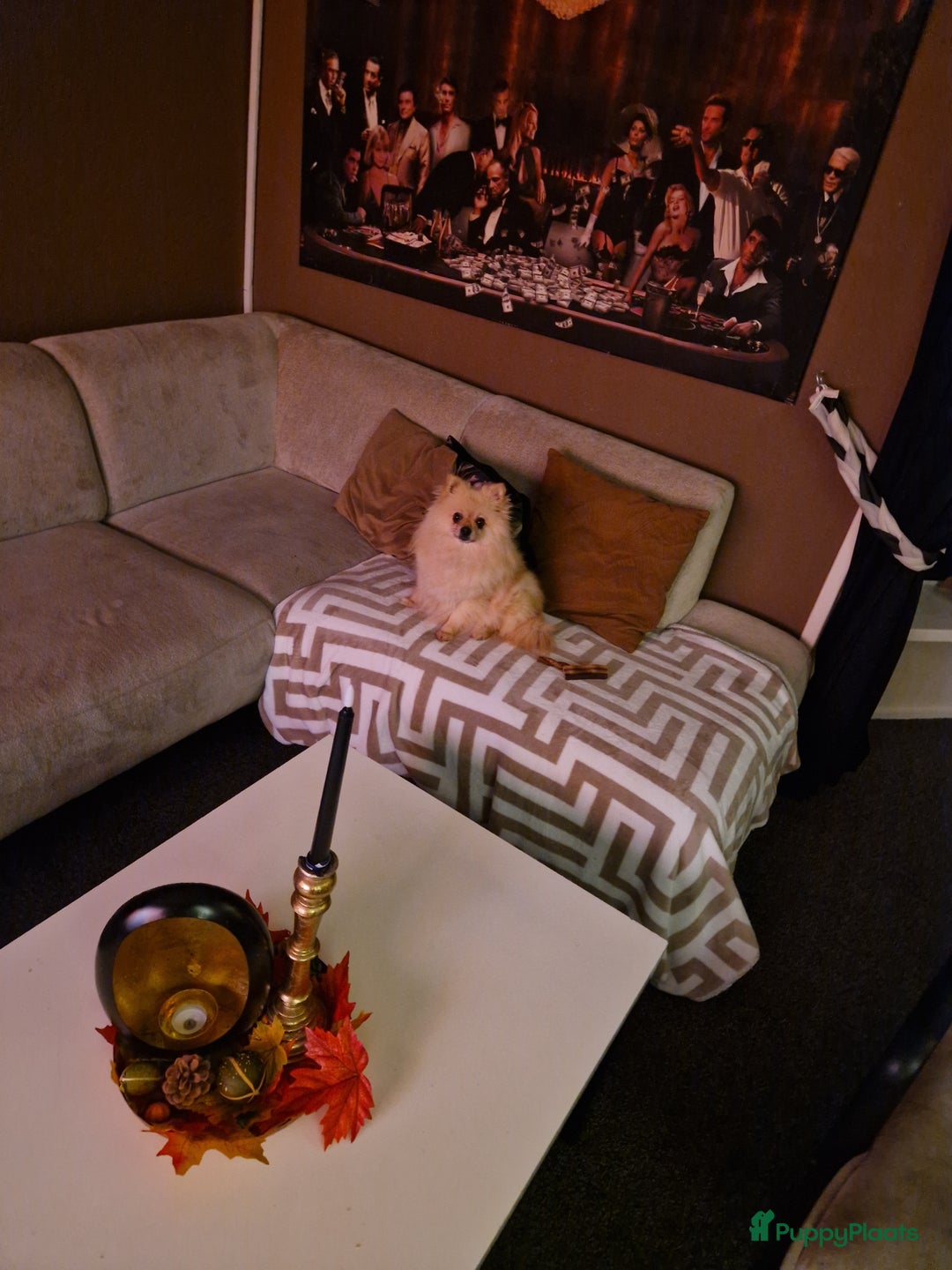 Pomeriaan honden te koop: Pomeriaan pups #panda dog # black and tan  - Advertentie 8