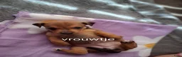 Jack Russel Terriër honden te koop: 5 leuke jack russel pups - Advertentie 24
