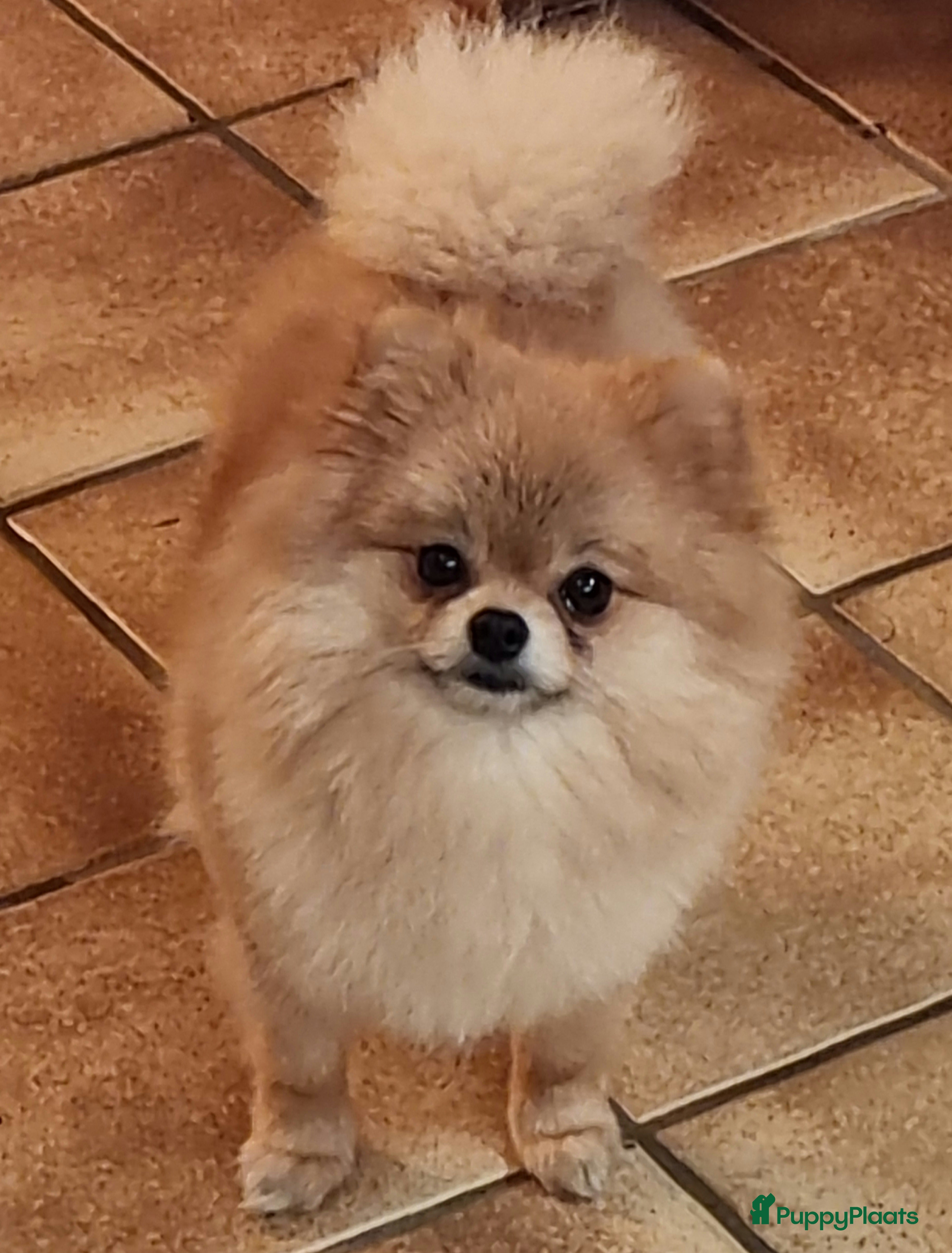 Evi