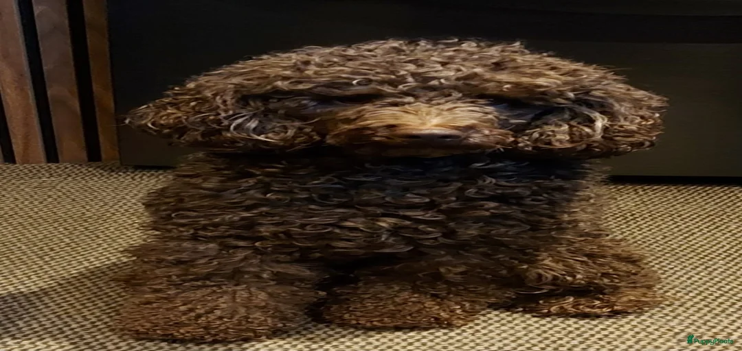 Galerij afbeelding {{count}}