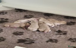 Labradoodle honden te koop: Labradoodle x Australian Labradoodle  in Oosterhout - Afbeelding 2