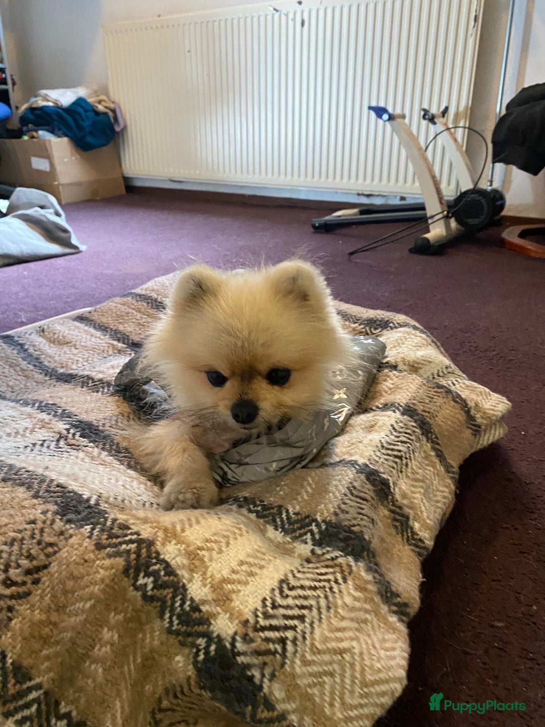 Pomeriaan honden te koop: Pomeriaan – liefdevol thuis gezocht - Advertentie 3