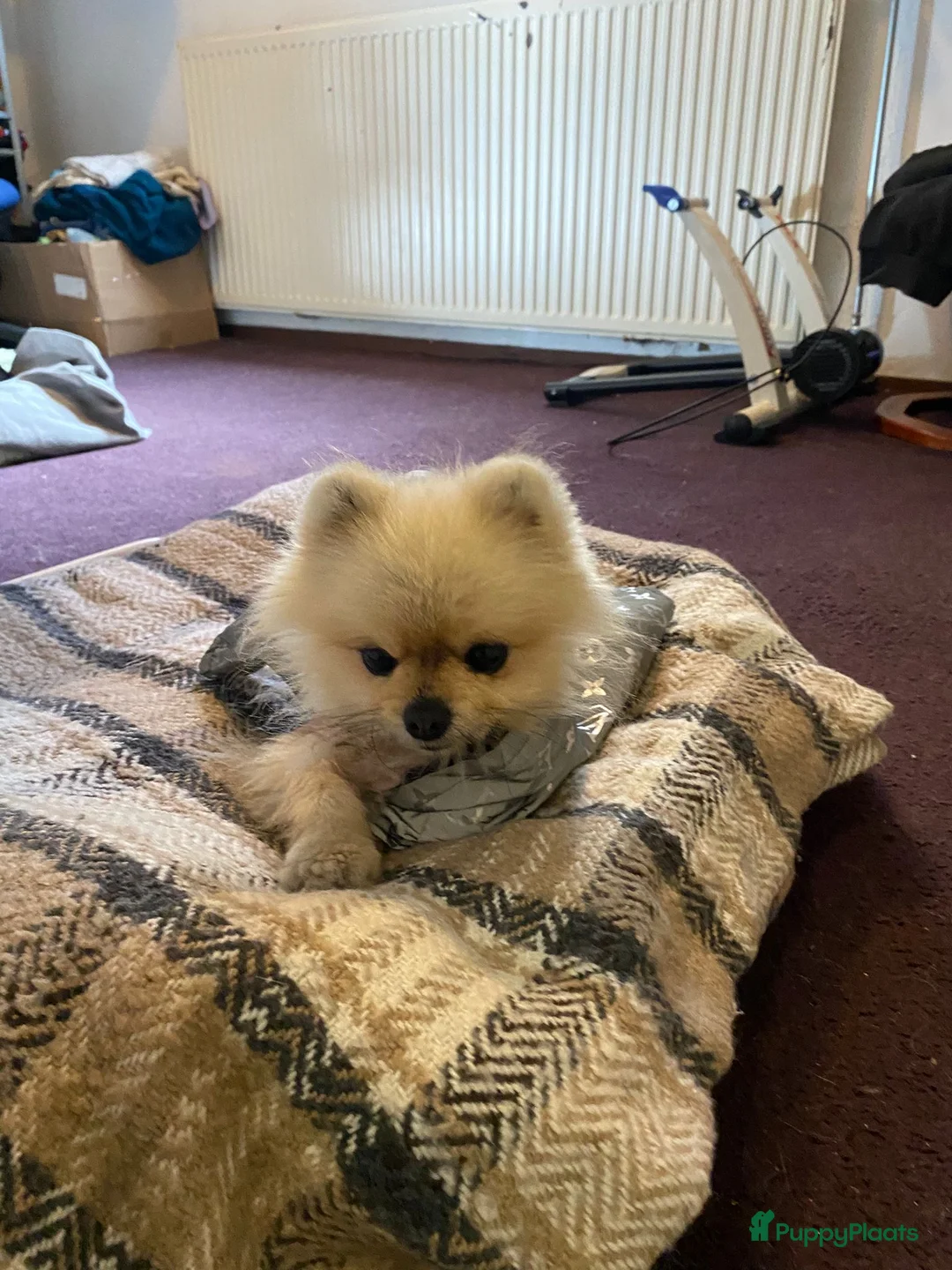 Pomeriaan honden te koop: Pomeriaan – liefdevol thuis gezocht - Advertentie 3