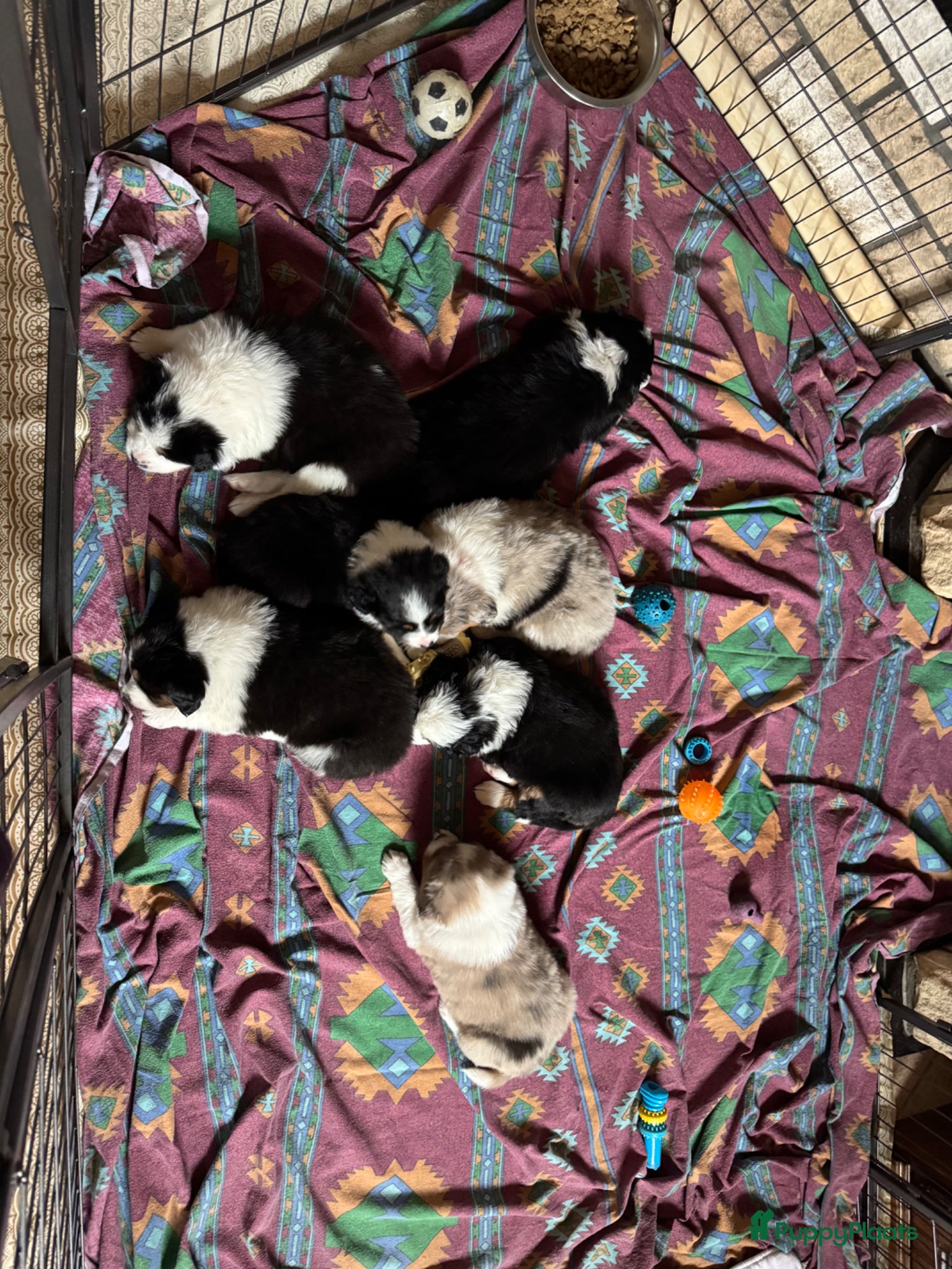 Australian Shepherd honden Prachtige aussi puppys - Advertentie 4