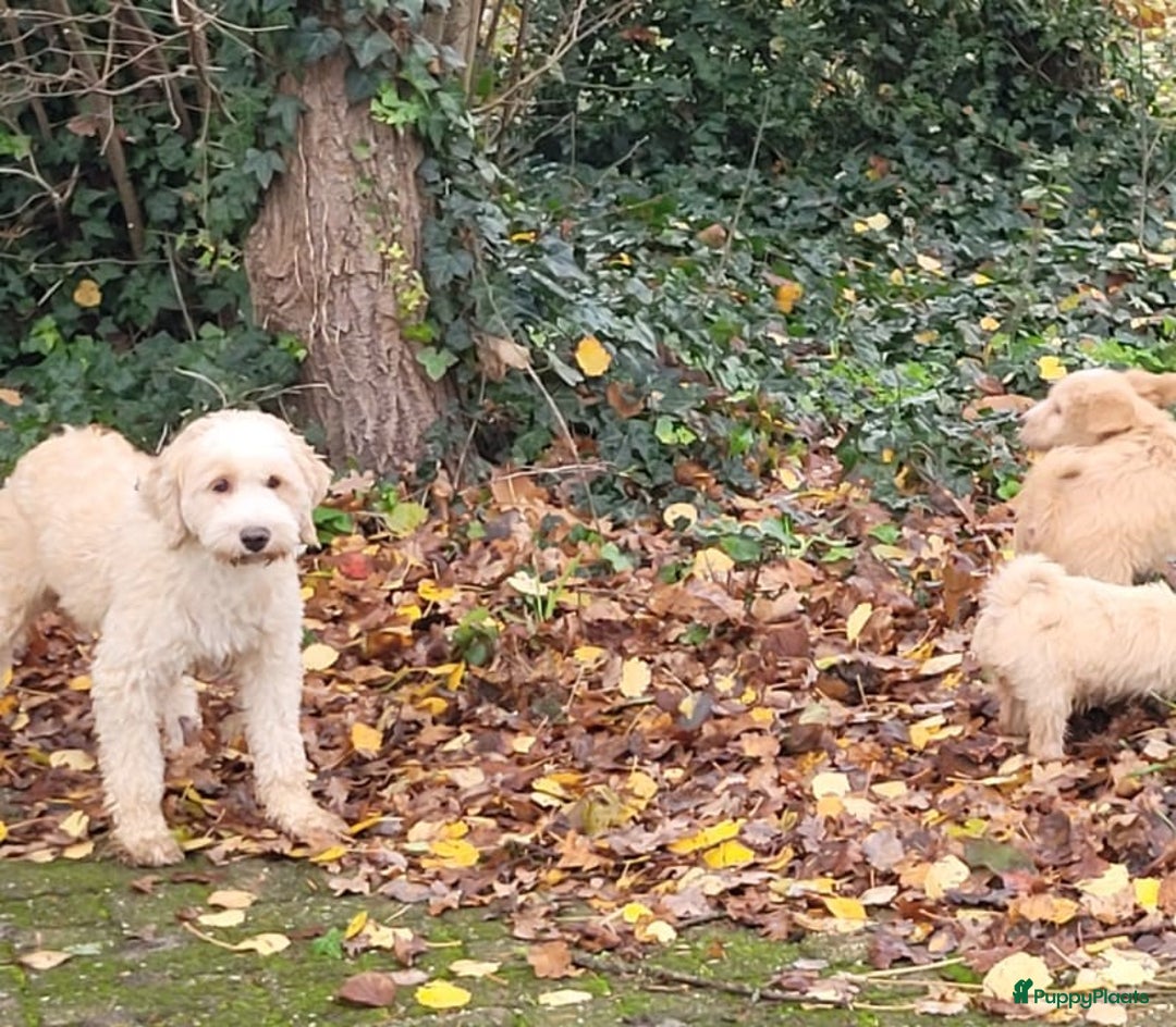 Kruising honden te koop: supergave mini tot middelgrote DOODLE PUPS - Advertentie 4