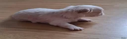 Chihuahua honden te koop: Mooi langharig chihuhmahua teefje - Advertentie 7