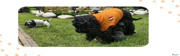 Engelse Cocker Spaniel honden te koop: Cocker Spaniel pups in Zeewolde - Advertentie 3