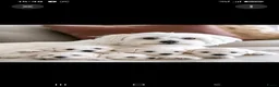 Maltezer honden te koop: Maltezer pups - Advertentie 1