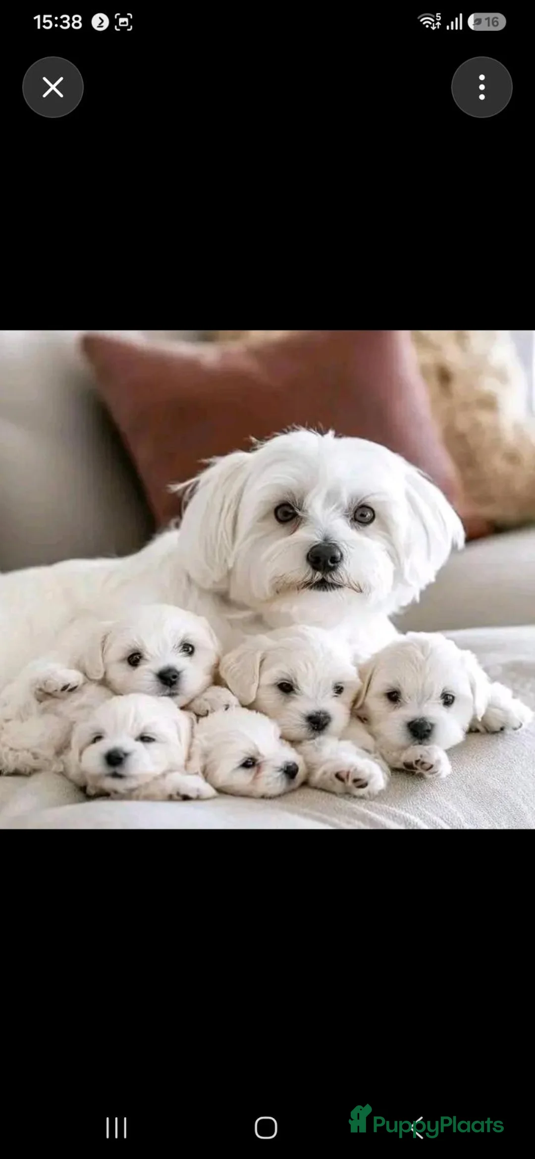 Maltezer honden te koop: Maltezer pups - Advertentie 1
