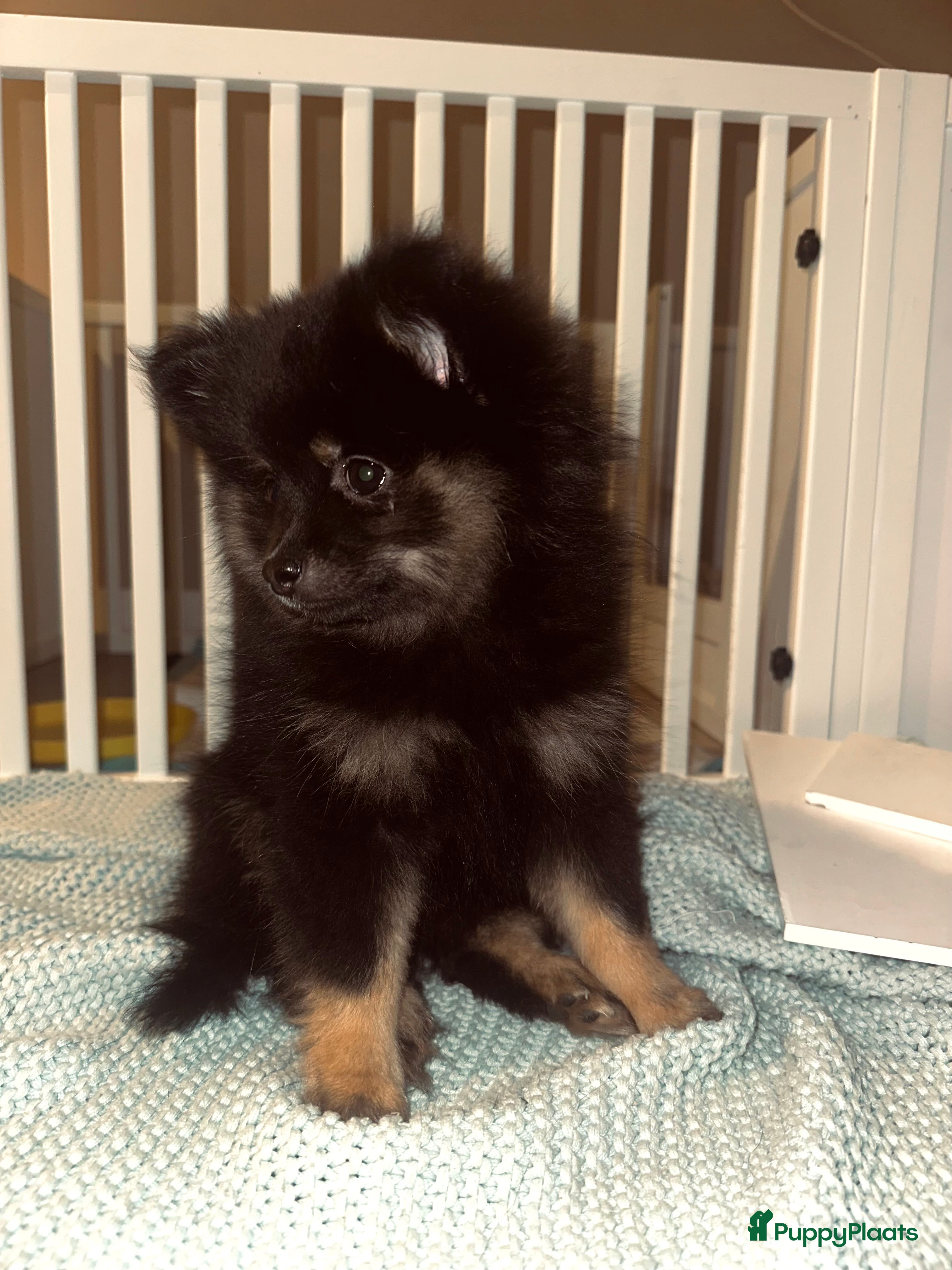 Pomeriaan honden Pomeriaan pup teefjes - Advertentie 1