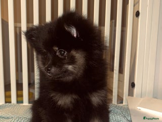 Pomeriaan honden Pomeriaan pup teefjes - Advertentie 3