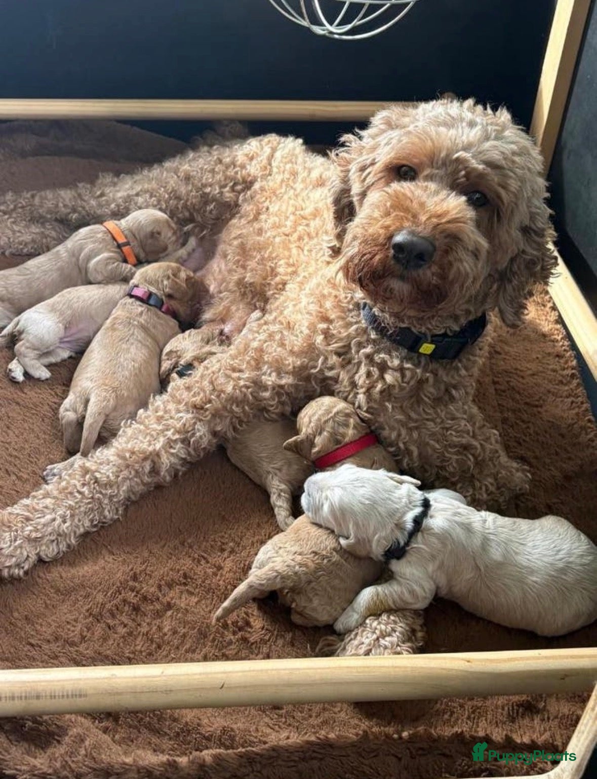 Australian Labradoodle honden Australian Labradoodle Puppy's - Advertentie 1