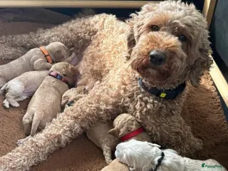 Australian Labradoodle honden Australian Labradoodle Puppy's - Advertentie 1