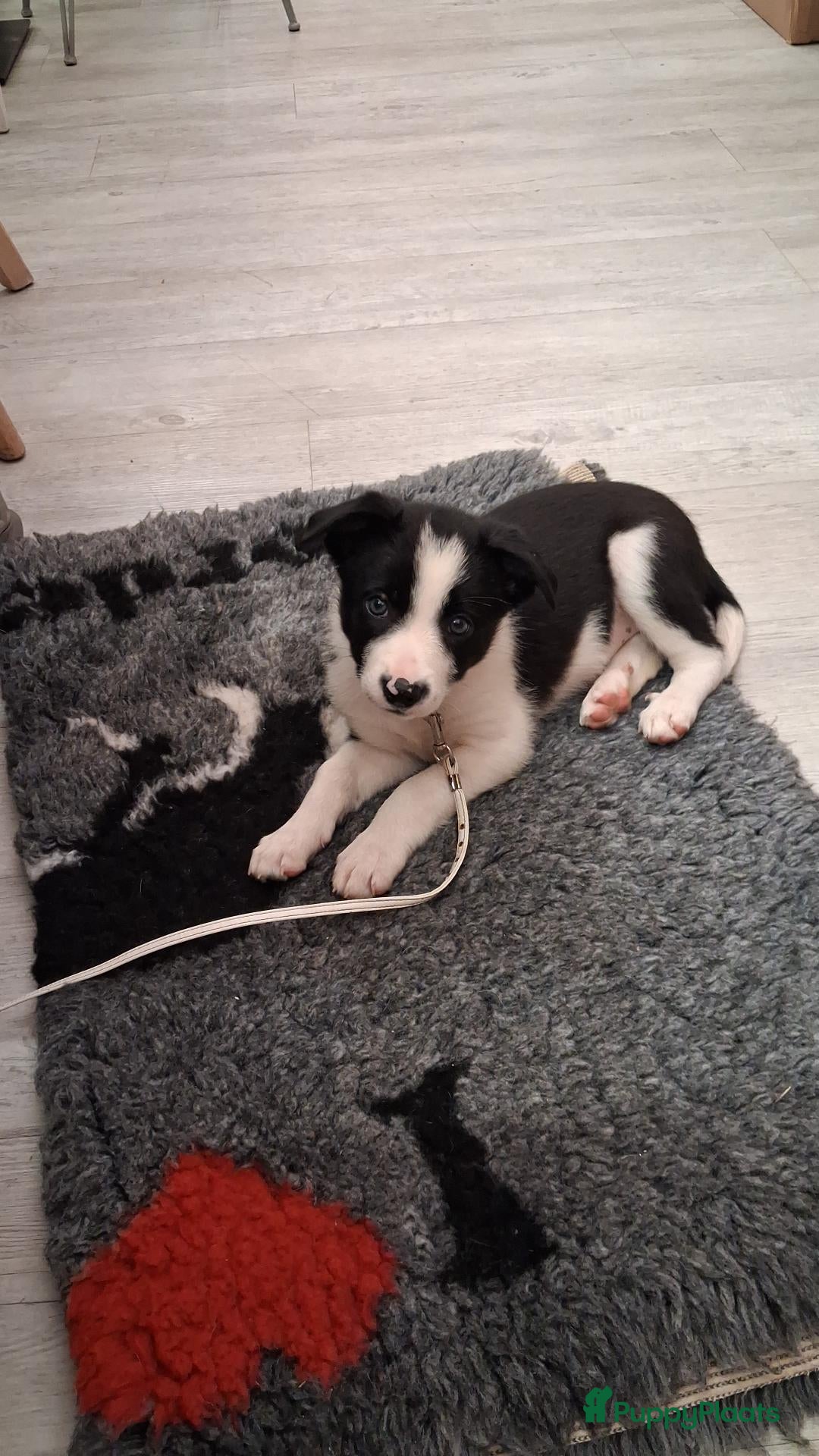 Border Collie honden Mooie, lieve en gesocialiseerde border collie - Advertentie 16