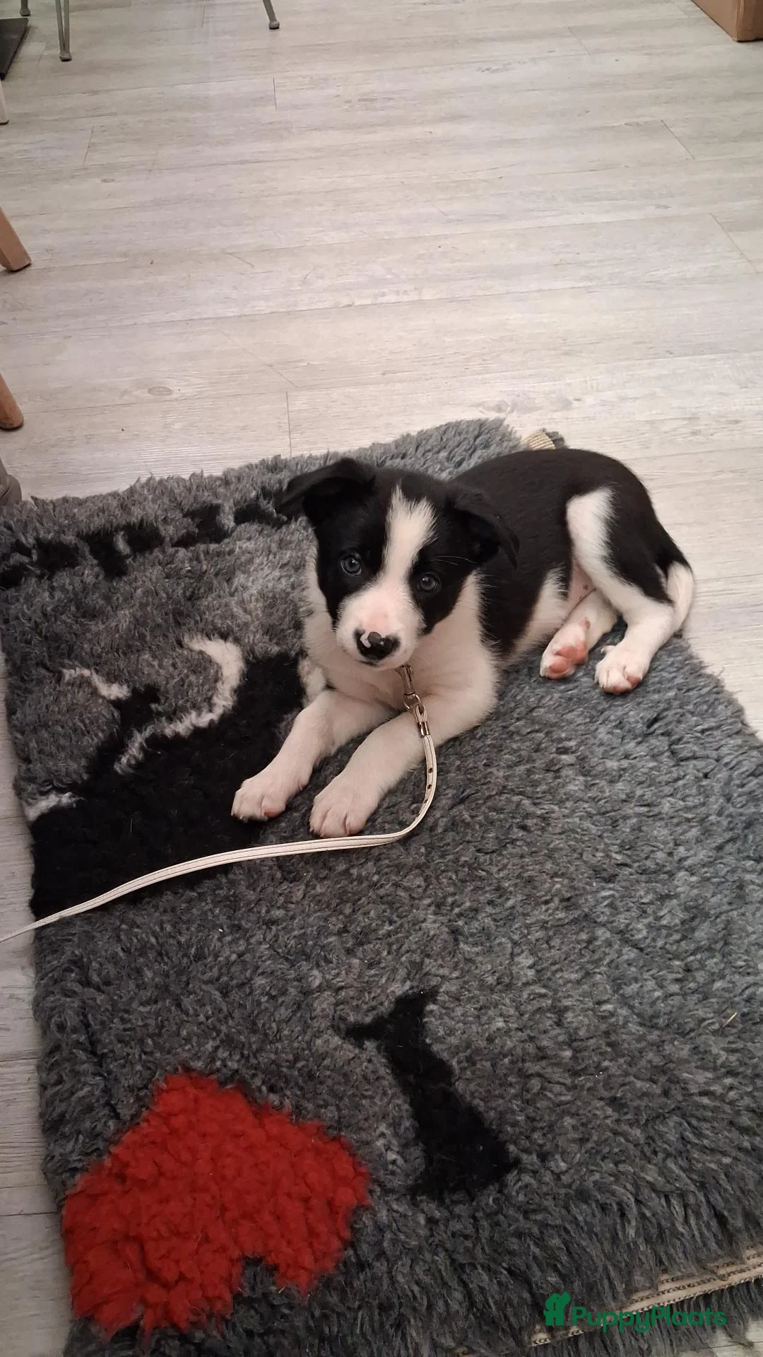 Border Collie honden te koop: Mooie, lieve en gesocialiseerde border collie - Advertentie 1