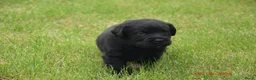 Labrador Retriever honden te koop: Schitterende zwarte labrador pups - Advertentie 3