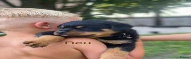 Rottweiler 4