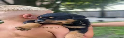 Rottweiler honden te koop: Lieve rottweilers puppy’s  - Advertentie 6