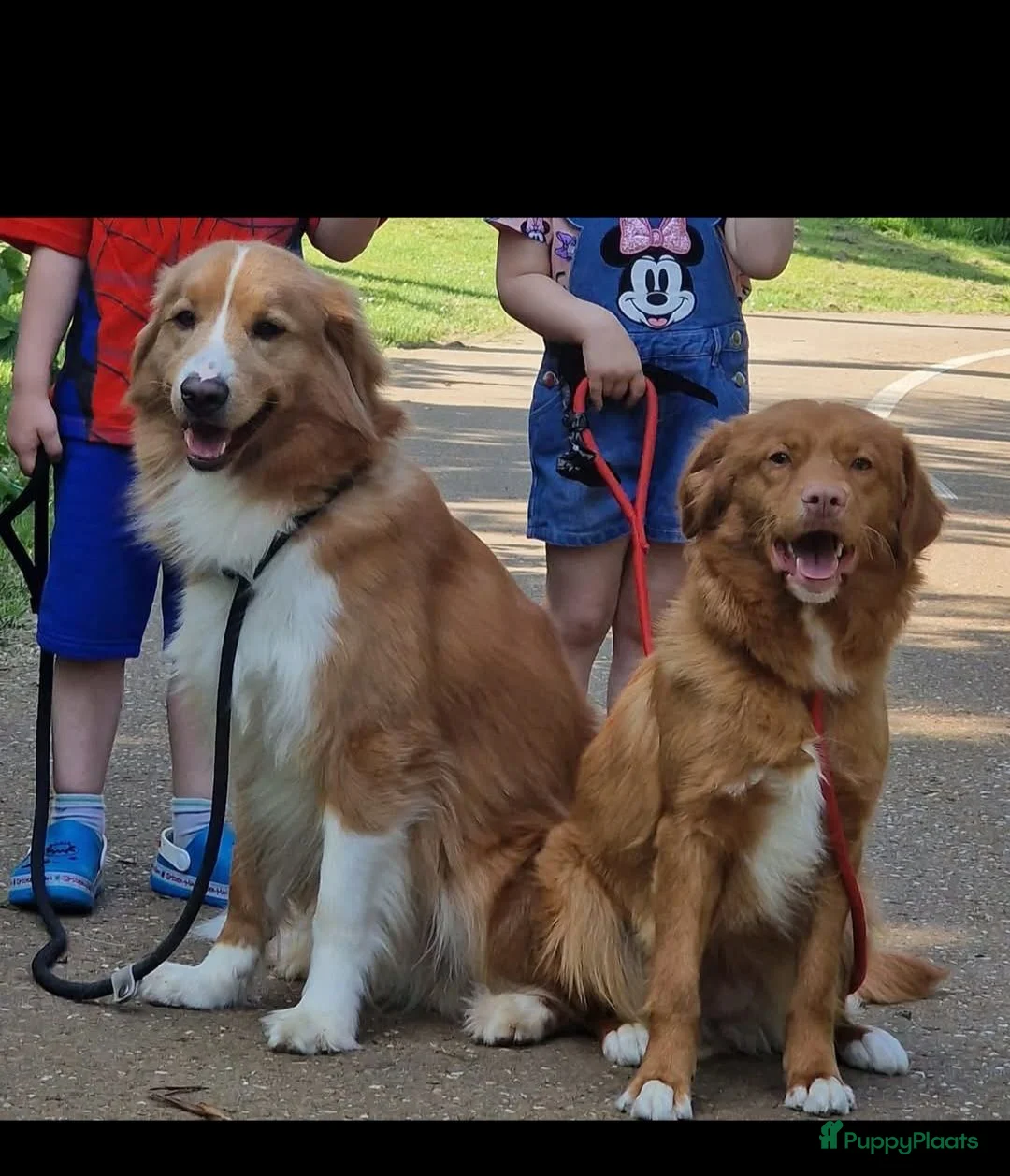 Nova Scotia Duck Tolling Retriever honden te koop: Mooie toller pups  - Advertentie 2
