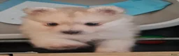 Pomsky honden te koop: 5 pomsky pups - Advertentie 33