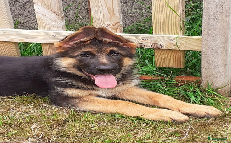Duitse Herder honden - Advertentie 2