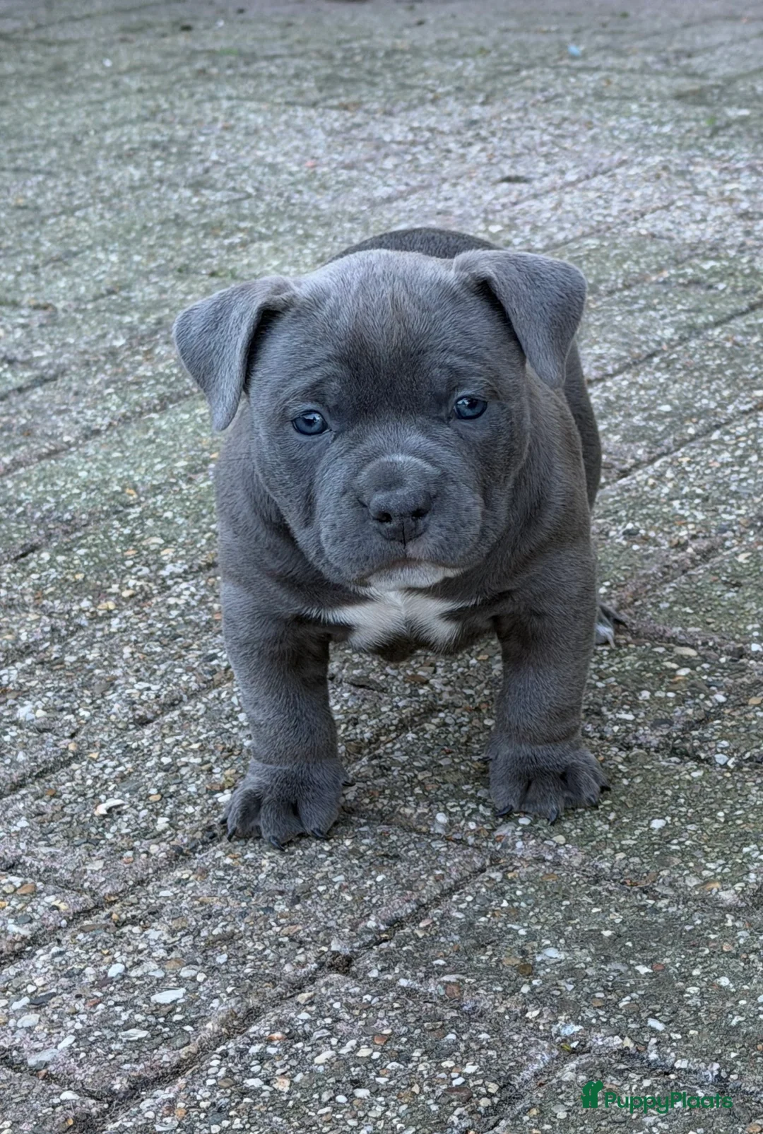 Amerikaanse Bully honden te koop: 4 prachtige pocket bully pups te koop - Advertentie 2