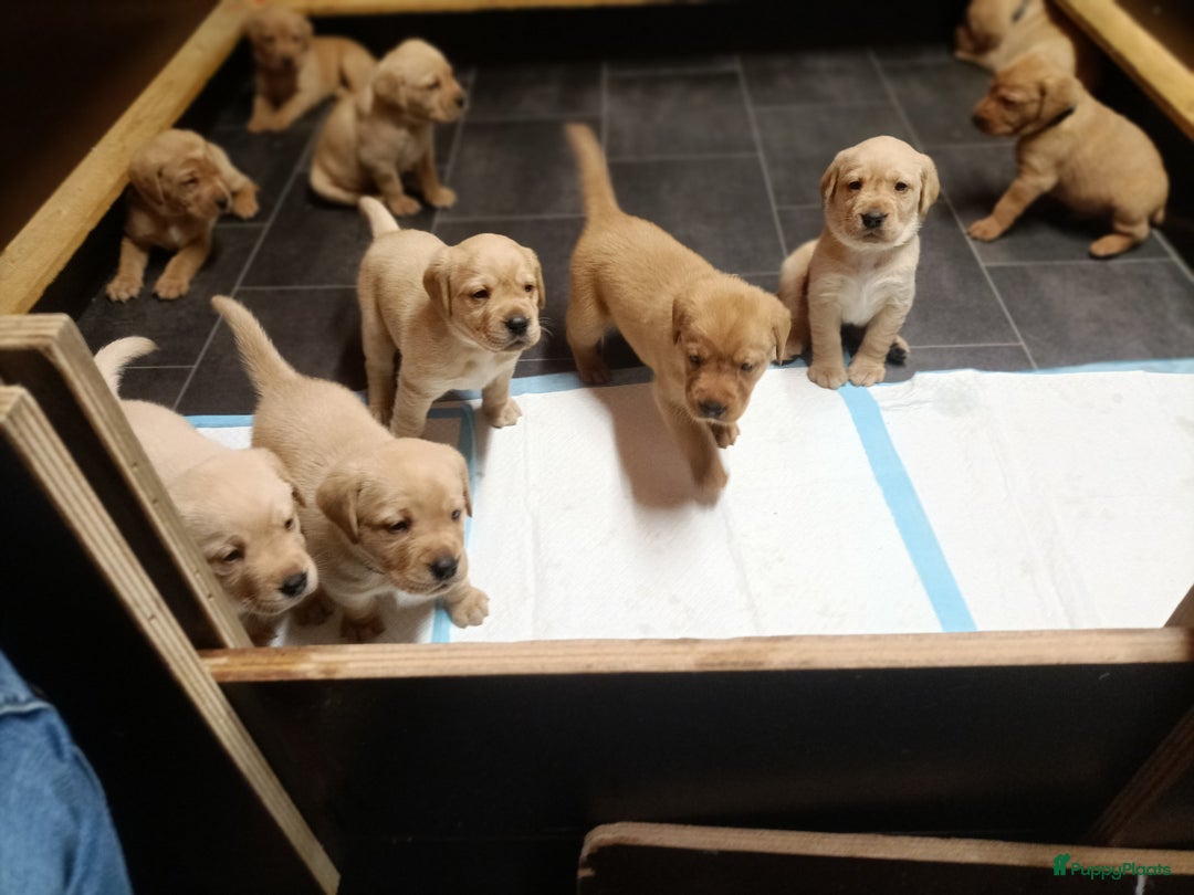 Labrador Retriever honden te koop: RED FOX/BLONDE LABRADORS  GELEGENHEIDS NESTJE ♥️ - Afbeelding 6