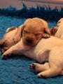 Labrador Retriever Puppy 8