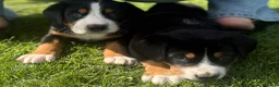 Grote Zwitserse Sennenhond honden te koop: Prachtige Grote Zwitserse Sennenpup - Advertentie 4