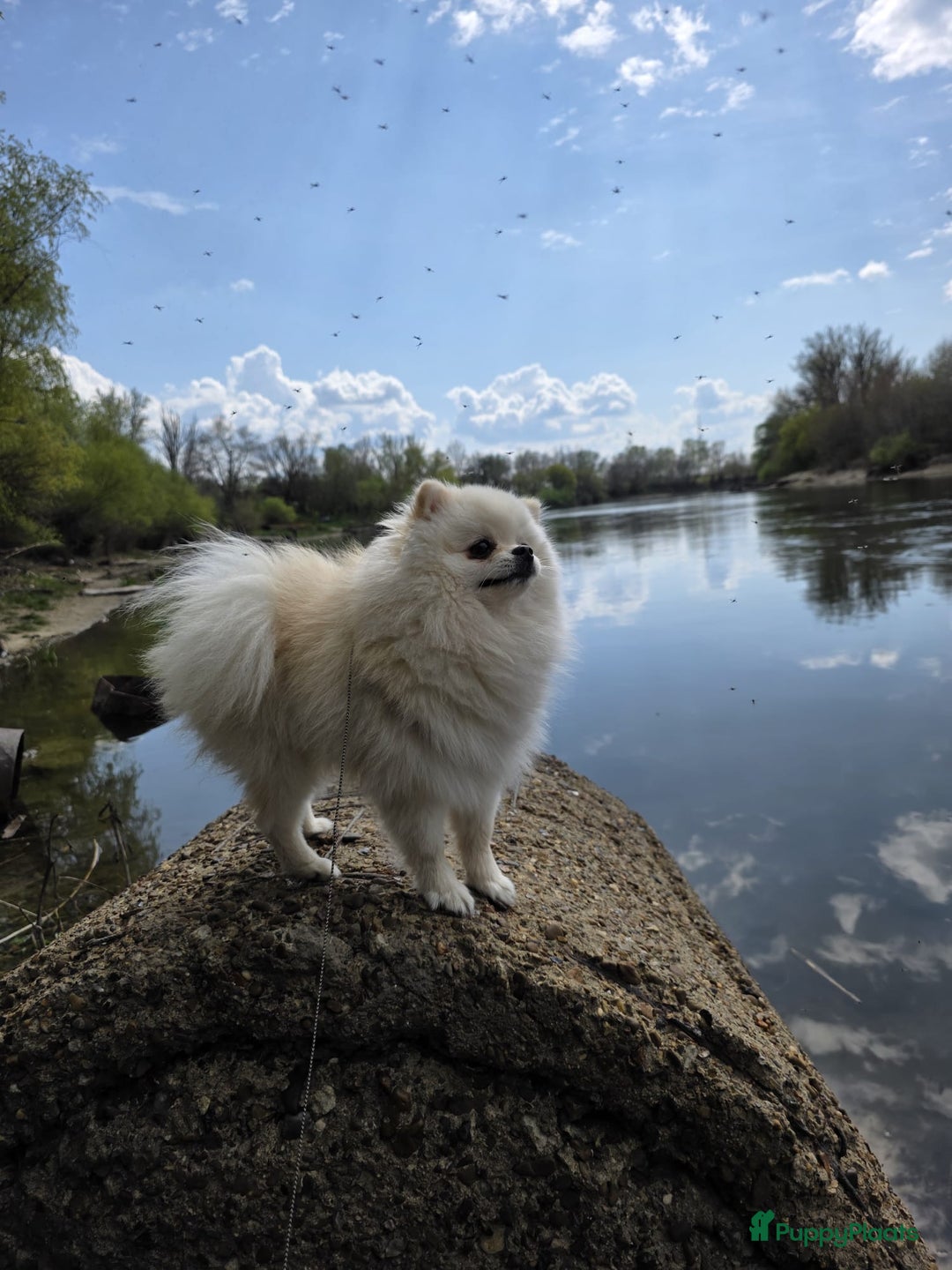 Pomeriaan honden ter dekking: Pomeriaan Dekreu Thomas (niet te koop) - Advertentie 5
